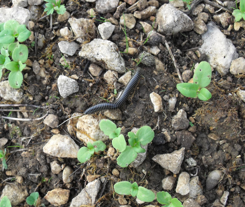 Julida (Cylindroiulus londinensis?)